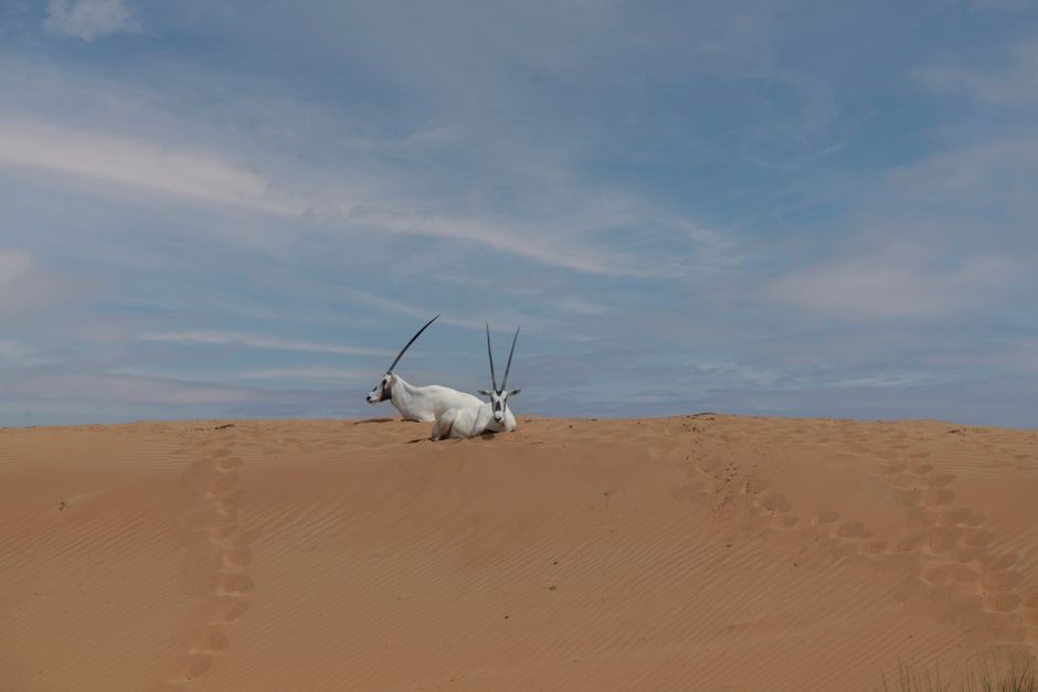 Arabian Oryx resting on a sand dune under a clear sky in Dubai desert.