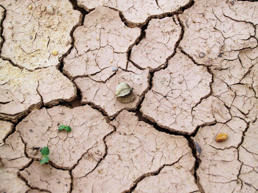Close-up of cracked dry earth with minimal vegetation, symbolizing drought.