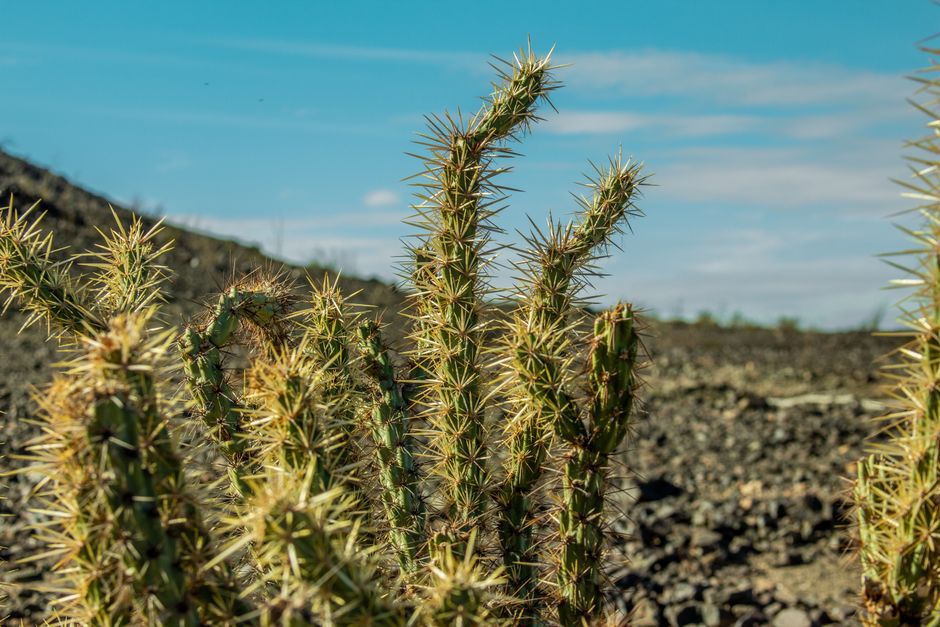 Detailed photograph of a spiky desert cactus in natural sunlight against a barren landscape.