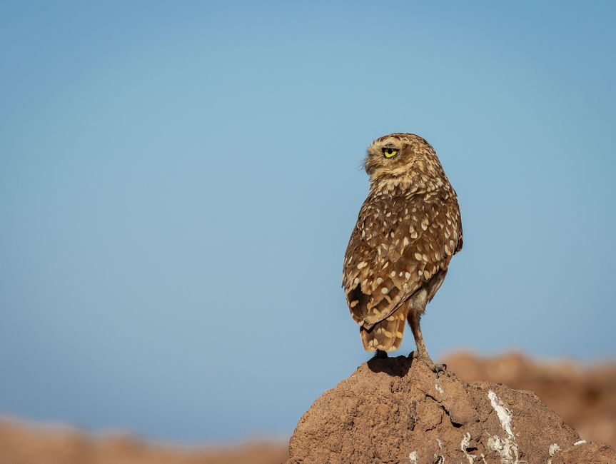 A Burrowing Owl (Athene cunicularia) on a rocky perch in the Tarapacá Desert, Chile.